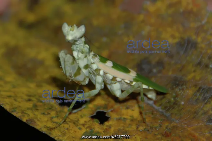 : Praying Mantis on leaf - Komodo, Indonesia : Praying Mantis on leaf - Komodo, Indonesia