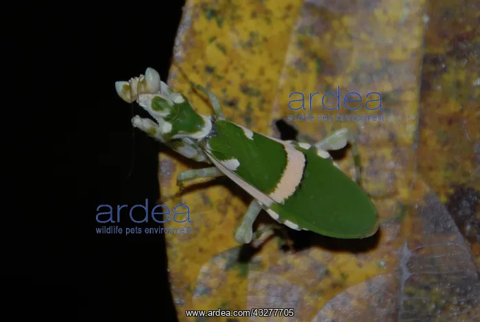: Praying Mantis on leaf - Komodo, Indonesia : Praying Mantis on leaf - Komodo, Indonesia