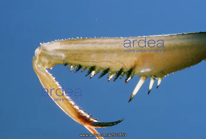 : Praying Mantis - leg close-up : Praying Mantis - leg close-up