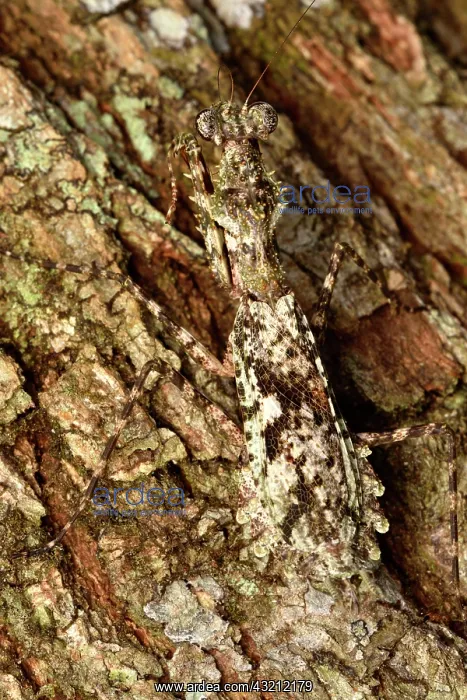 : Praying mantis (Majanga sp) on a tree bark, Andasibe : Praying mantis (Majanga sp) on a tree bark, Andasibe