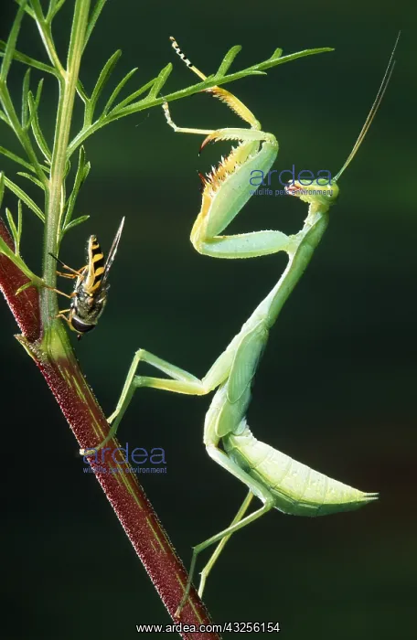 : Praying Mantis (Mantis religiosa) on aq plant s : Praying Mantis (Mantis religiosa) on aq plant s