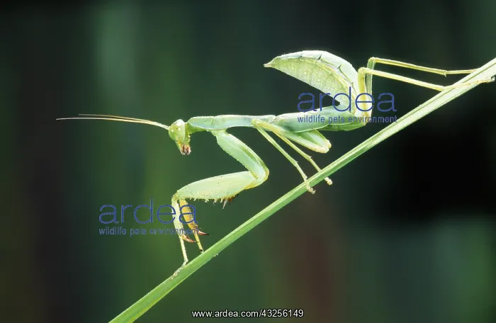 : Praying Mantis (Mantis religiosa) in close up : Praying Mantis (Mantis religiosa) in close up
