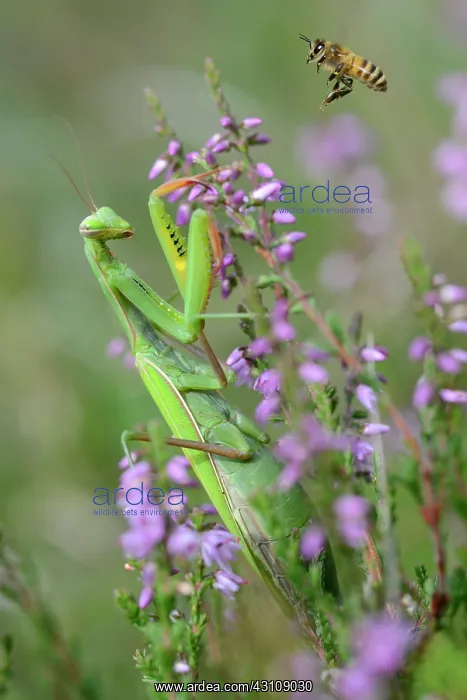 : Praying mantis (Mantis religiosa) female and bee : Praying mantis (Mantis religiosa) female and bee