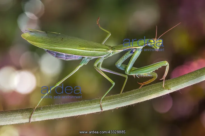 : Praying mantis (Mantis religiosa) female on a stem : Praying mantis (Mantis religiosa) female on a stem