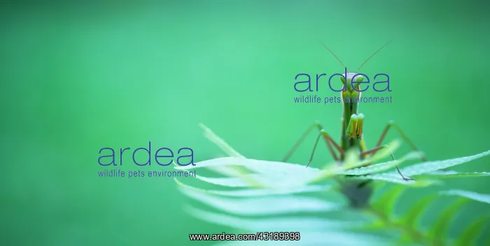 : Praying Mantis (Mantis religiosa) on Fern, Cantabria : Praying Mantis (Mantis religiosa) on Fern, Cantabria