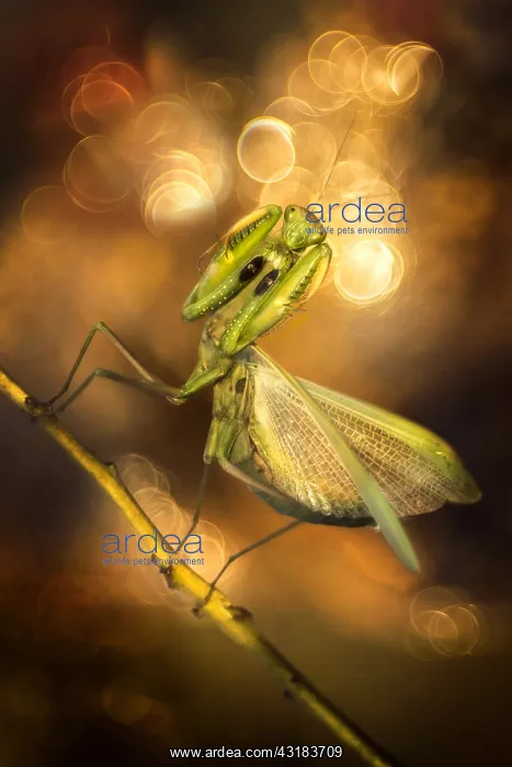 : Praying mantis (Mantis religiosa) in a forest near : Praying mantis (Mantis religiosa) in a forest near