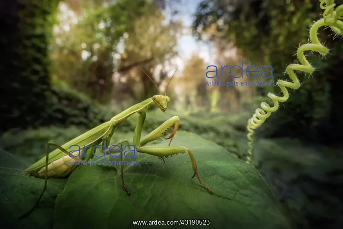 : Praying mantis (Mantis religiosa) in a forest near : Praying mantis (Mantis religiosa) in a forest near