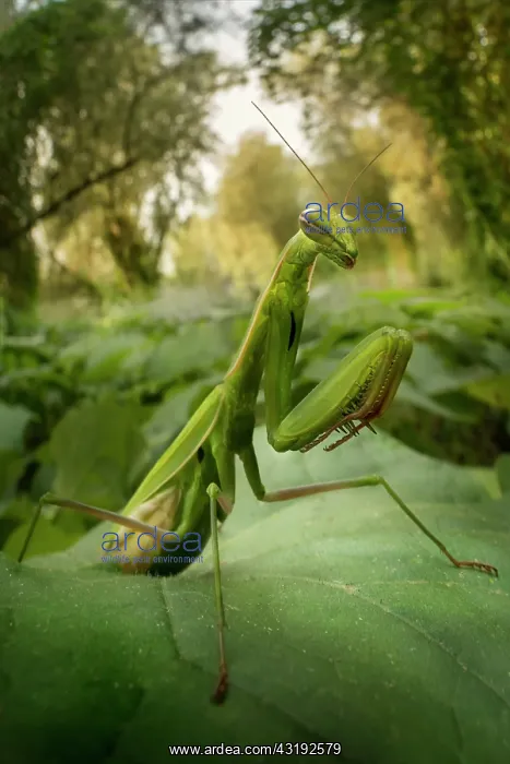 : Praying mantis (Mantis religiosa) in a forest near : Praying mantis (Mantis religiosa) in a forest near