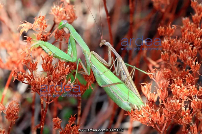 : Praying mantis (Mantis religiosa) mating on ston : Praying mantis (Mantis religiosa) mating on ston