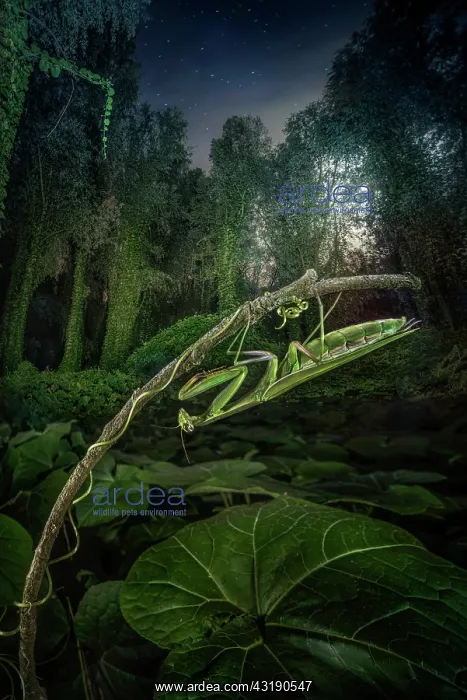 : Praying mantis (Mantis religiosa) at the moolight : Praying mantis (Mantis religiosa) at the moolight