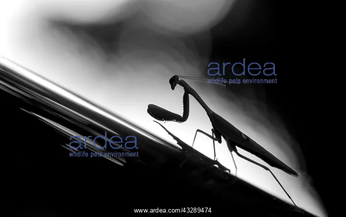 : Praying Mantis (Mantis religiosa) on a windshie : Praying Mantis (Mantis religiosa) on a windshie