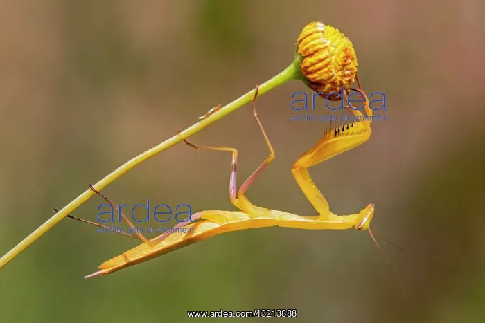 : Praying mantis (Mantis religiosa) Yellow male on : Praying mantis (Mantis religiosa) Yellow male on