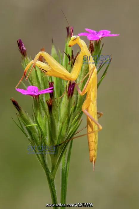 : Praying mantis (Mantis religiosa) Yellow male on : Praying mantis (Mantis religiosa) Yellow male on