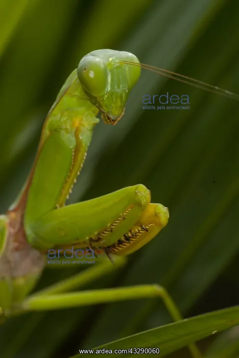  : Praying Mantis (Mantodea) waiting for prey, Mal