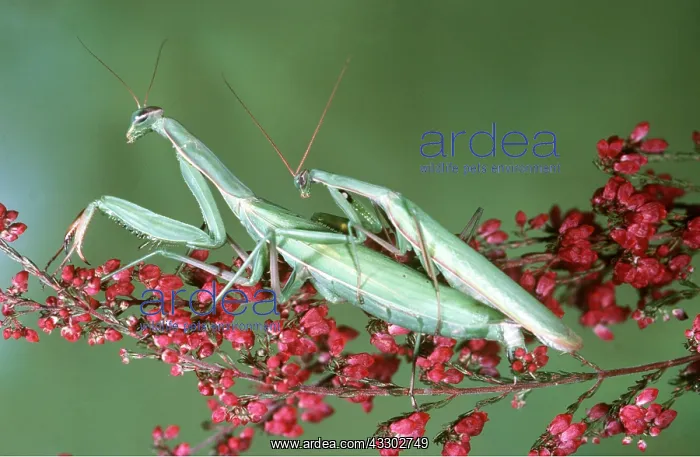 : PRAYING MANTIS - mating : PRAYING MANTIS - mating