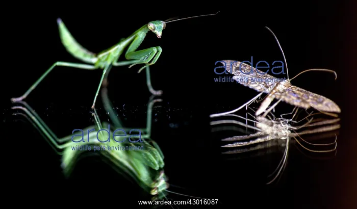  : Praying Mantis and moth
