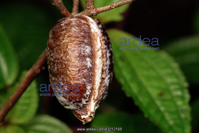: Praying Mantis ootheca (Mantidae sp) hanging from : Praying Mantis ootheca (Mantidae sp) hanging from