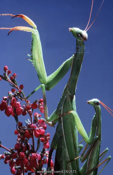 : PRAYING MANTIS PAIR - mating : PRAYING MANTIS PAIR - mating