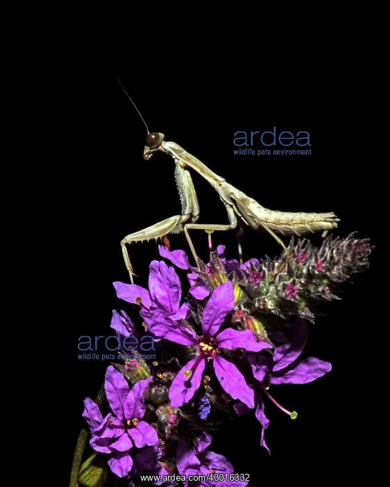 : Praying Mantis on pink flowers