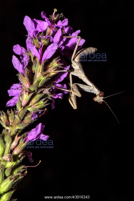  : Praying Mantis on pink flowers
