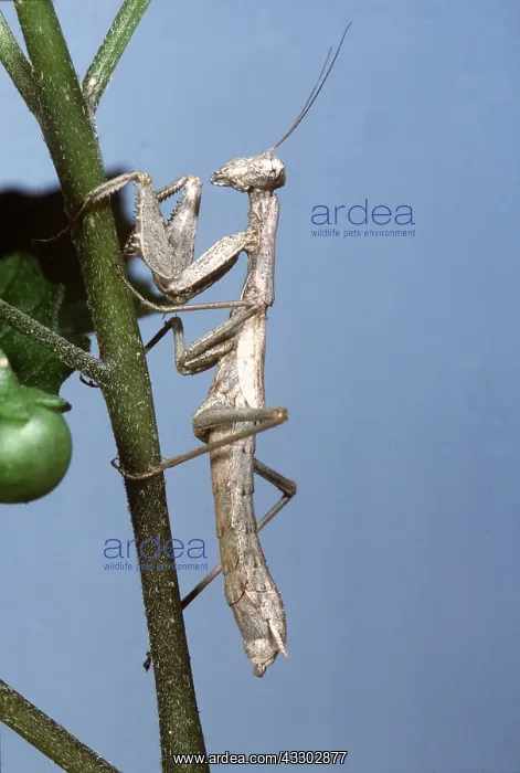 : PRAYING MANTIS - ON PLANT STEM : PRAYING MANTIS - ON PLANT STEM