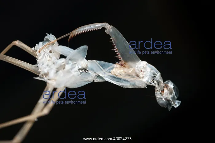 : Praying Mantis Praying Mantis moulted exoskeleton Klun : Praying Mantis Praying Mantis moulted exoskeleton Klun