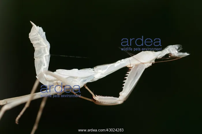 : Praying Mantis Praying Mantis moulted exoskeleton Klun : Praying Mantis Praying Mantis moulted exoskeleton Klun