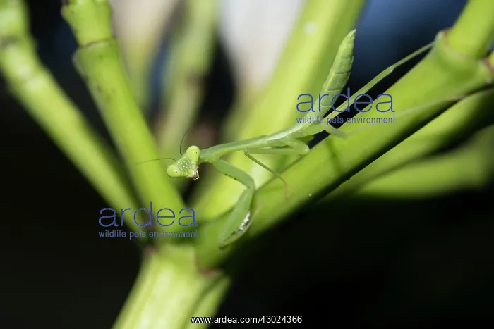 : Praying Mantis Praying Mantis on plant Klungkung Bali : Praying Mantis Praying Mantis on plant Klungkung Bali