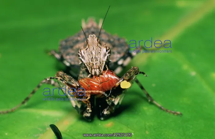 : PRAYING MANTIS - with prey : PRAYING MANTIS - with prey