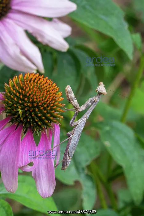 : Praying mantis on purple coneflower : Praying mantis on purple coneflower