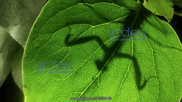  : Praying mantis is silhouetted behind a green lilac