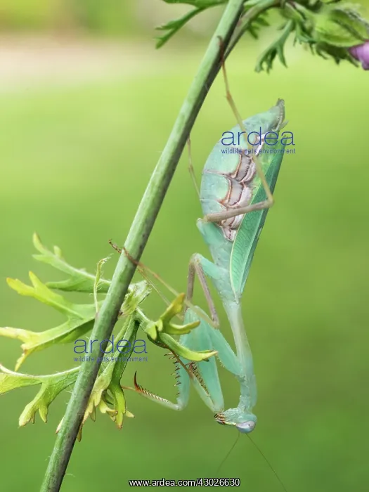 : Praying Mantis / Springbox Mantis - resting head : Praying Mantis / Springbox Mantis - resting head