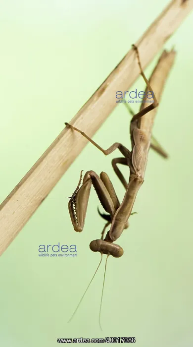  : Praying Mantis on stick