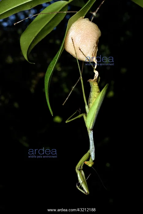 : Praying Mantis (Tarachomantis sp) laying eggs, suspended : Praying Mantis (Tarachomantis sp) laying eggs, suspended