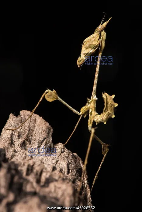 : Praying mantis (Violin mantis) - Taken under controlled : Praying mantis (Violin mantis) - Taken under controlled