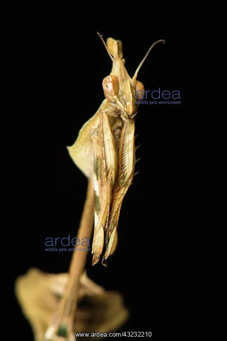 : Praying mantis (Violin mantis) - Taken under controlled : Praying mantis (Violin mantis) - Taken under controlled