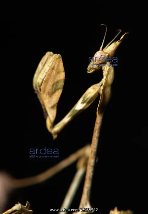 : Praying mantis (Violin mantis) - Taken under controlled : Praying mantis (Violin mantis) - Taken under controlled
