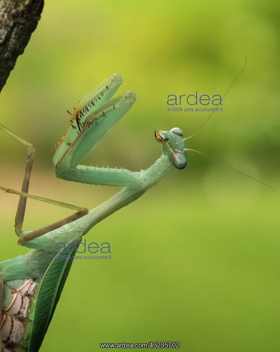 : Praying Mantis(Springbox Mantis) - Close up - Taken : Praying Mantis(Springbox Mantis) - Close up - Taken
