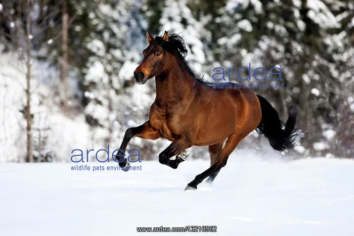 : PRE brown horse galloping through the snow in winter : PRE brown horse galloping through the snow in winter