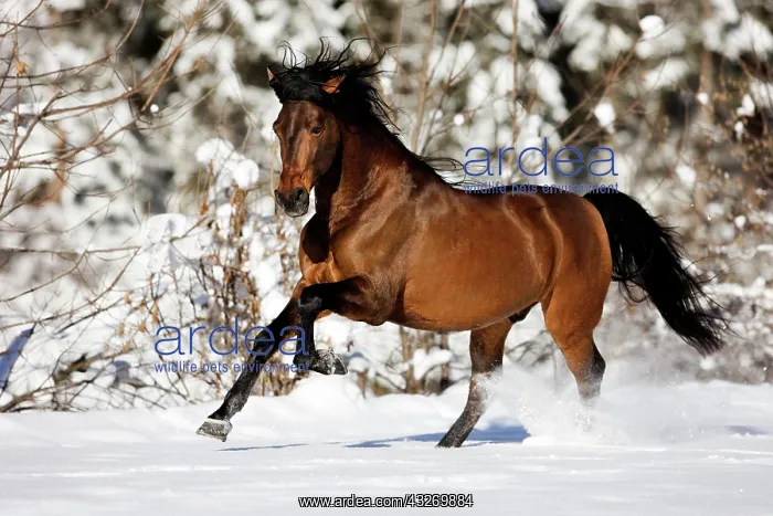 : PRE brown horse galloping through the snow in winter : PRE brown horse galloping through the snow in winter