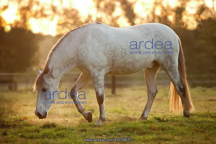 : PRE, dapple gray, gelding on meadow in morning light : PRE, dapple gray, gelding on meadow in morning light