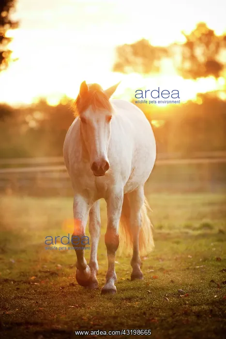 : PRE, dapple gray, gelding on meadow in morning light : PRE, dapple gray, gelding on meadow in morning light