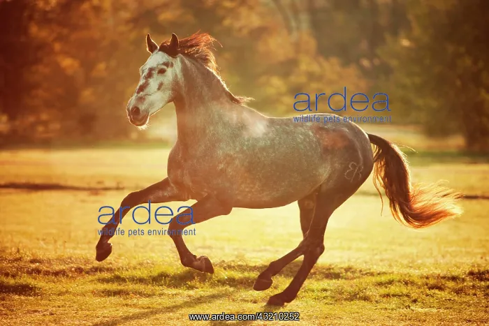 : PRE, gelding, dapple gray, developing white horse : PRE, gelding, dapple gray, developing white horse