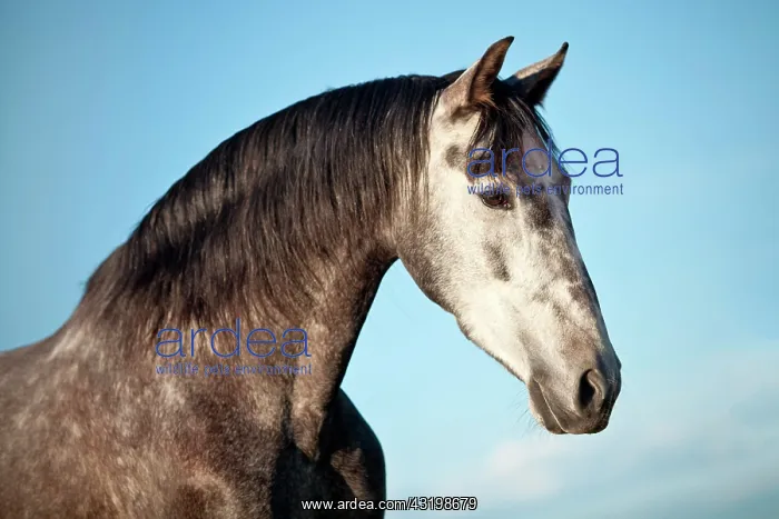 : PRE gelding, dapple-grey, portrait : PRE gelding, dapple-grey, portrait