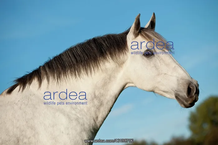 : PRE gelding, grey, portrait : PRE gelding, grey, portrait