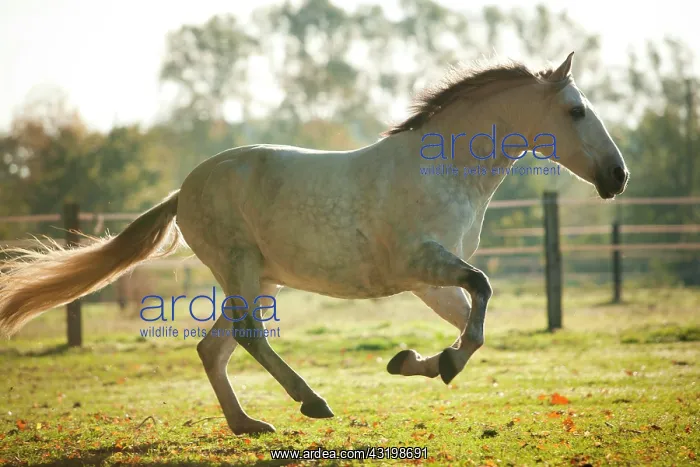: PRE, gelding, white horse, galloping on meadow : PRE, gelding, white horse, galloping on meadow