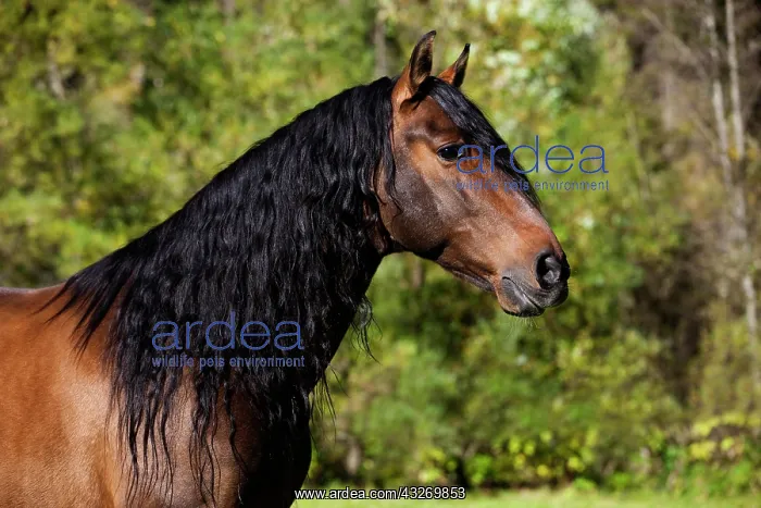  : PRE horse, brown, portrait, Austria, Europe