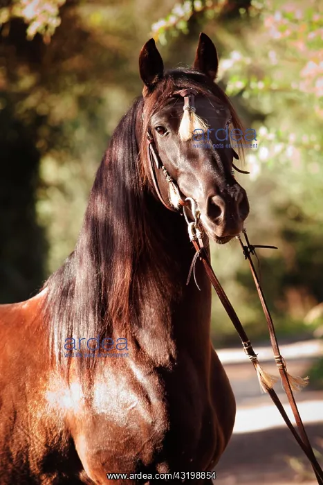 : PRE or Pura Raza Espa&, x6fb21;, black stallion : PRE or Pura Raza Espa&, x6fb21;, black stallion