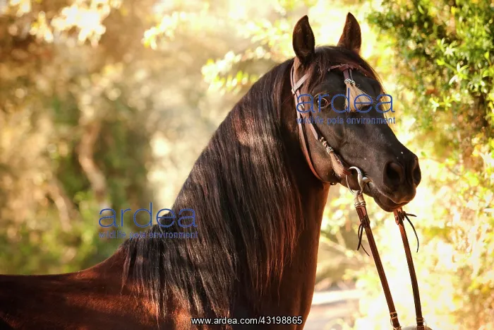 : PRE or Pura Raza Espa&, x6fb21;, black stallion : PRE or Pura Raza Espa&, x6fb21;, black stallion