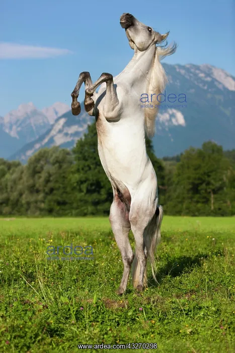 : PRE, Pura Raza Espanola, Andalusian horse, rises : PRE, Pura Raza Espanola, Andalusian horse, rises